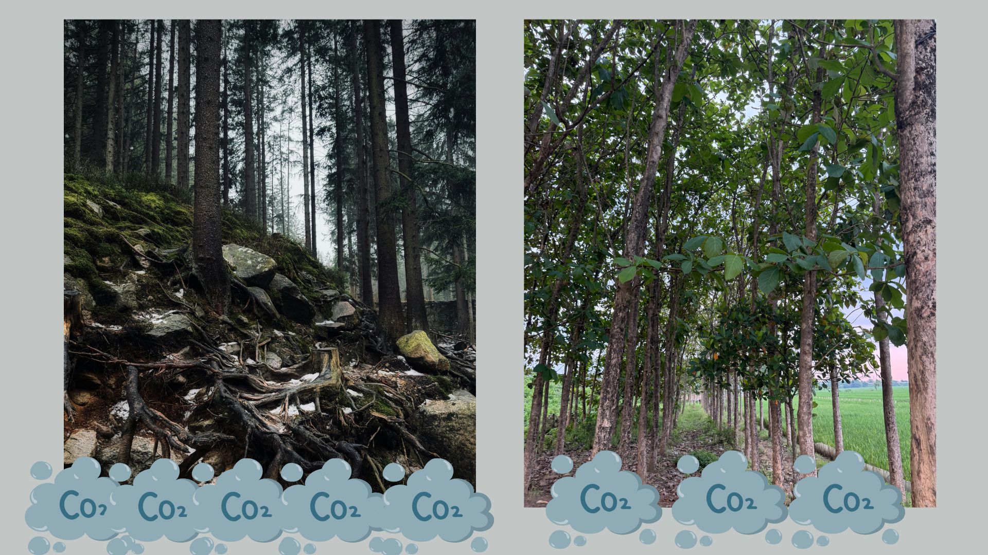 Natural forests store significantly more soil carbon than artificial plantations, shows study